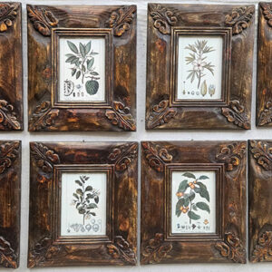8 stampe botanica